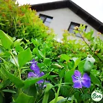 Bon Temps * 杜柏